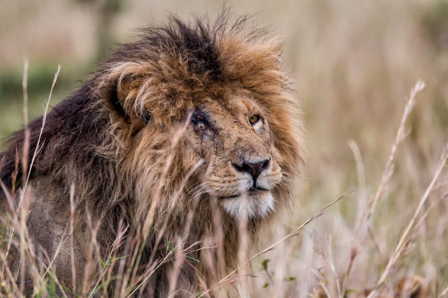 How Long Do Lions Live? African Lion Lifespan Explained