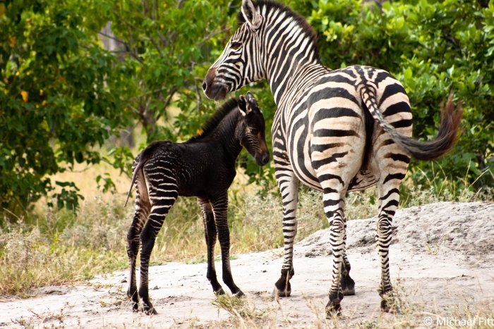 A black baby zebra Africa Geographic