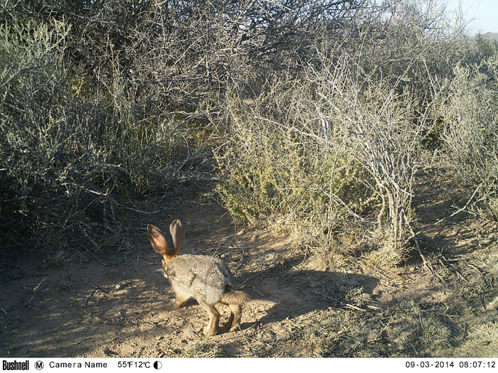 Chocolate bunny helps save critically endangered rabbit Africa Geographic