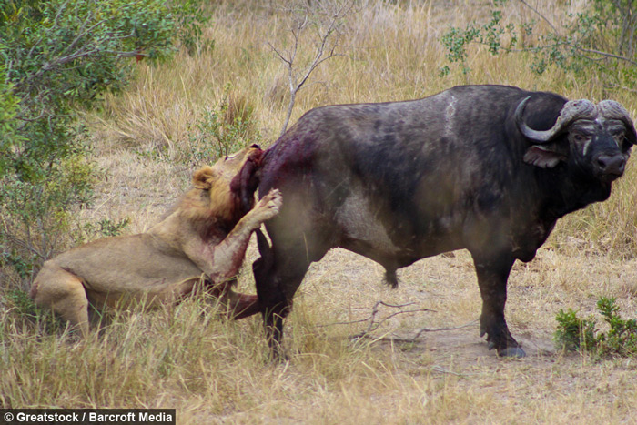 lionbitesbuffalo Africa Geographic