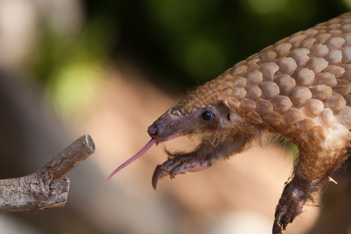Do or die deciding the pangolin’s fate at CoP17 Africa Geographic