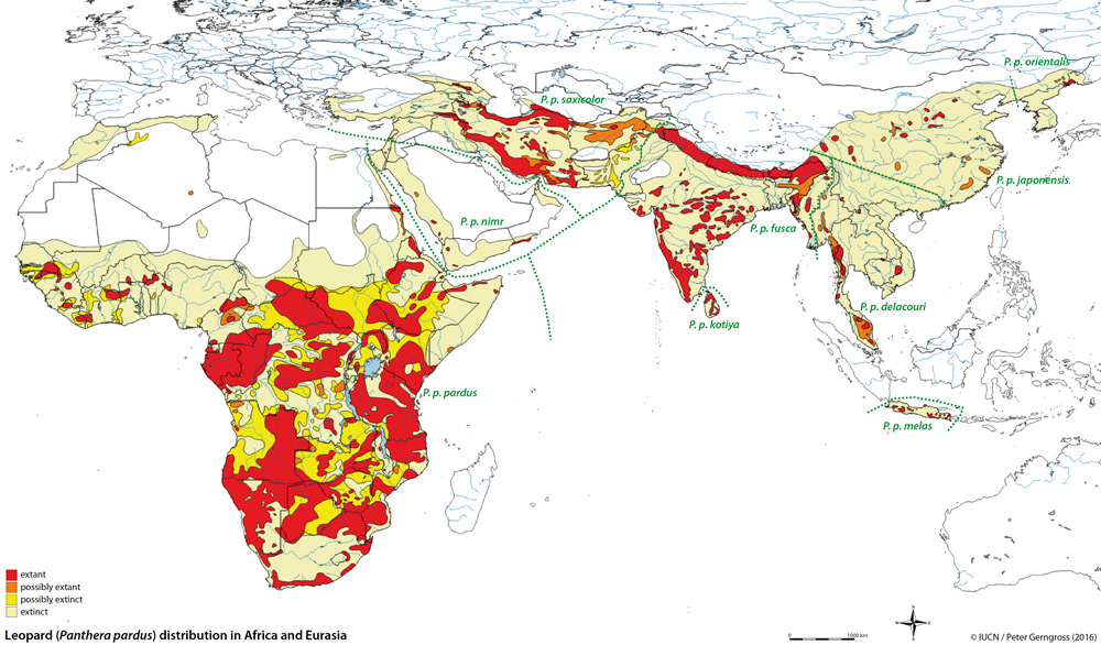 Leopards The Cats of the Shadows Africa Geographic