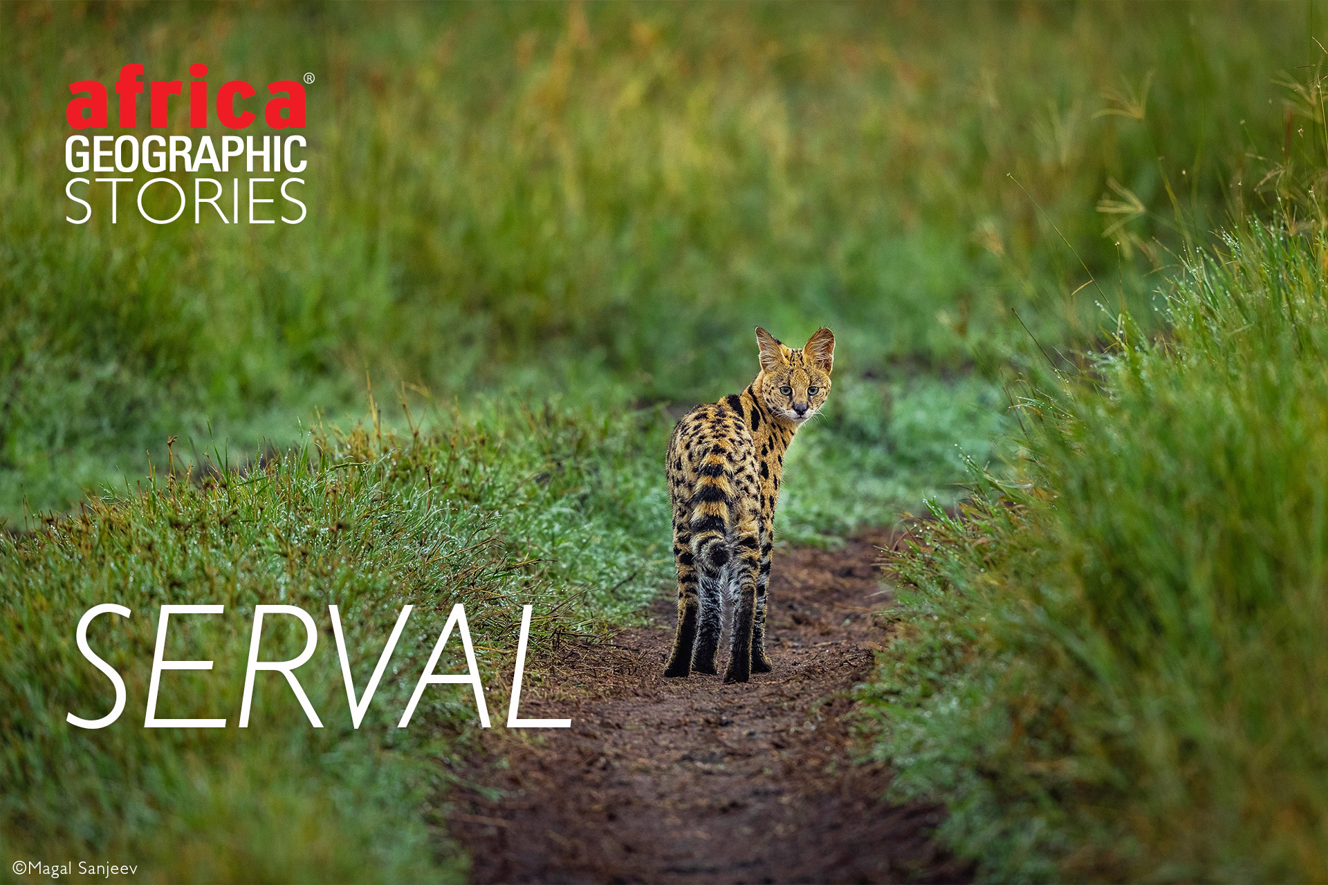 Serval Africa Geographic