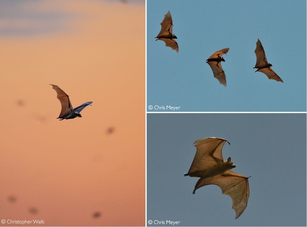 Kasanka Bat Migration an astonishing natural wonder Africa Geographic