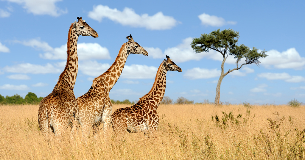 Giraffe evolution pieces of the puzzle Africa Geographic