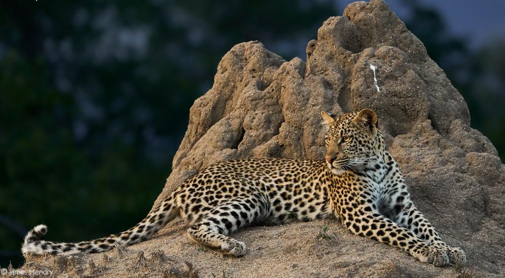 Leopard conservation in South Africa Africa Geographic