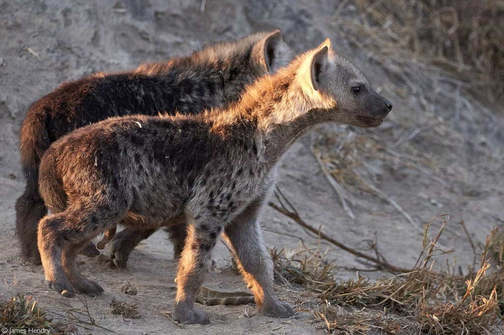 Hyena cubs infected by parasite 'selfsacrifice' by approaching lions