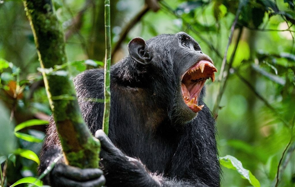Chimps kill baby gorillas observed for the first time Africa Geographic
