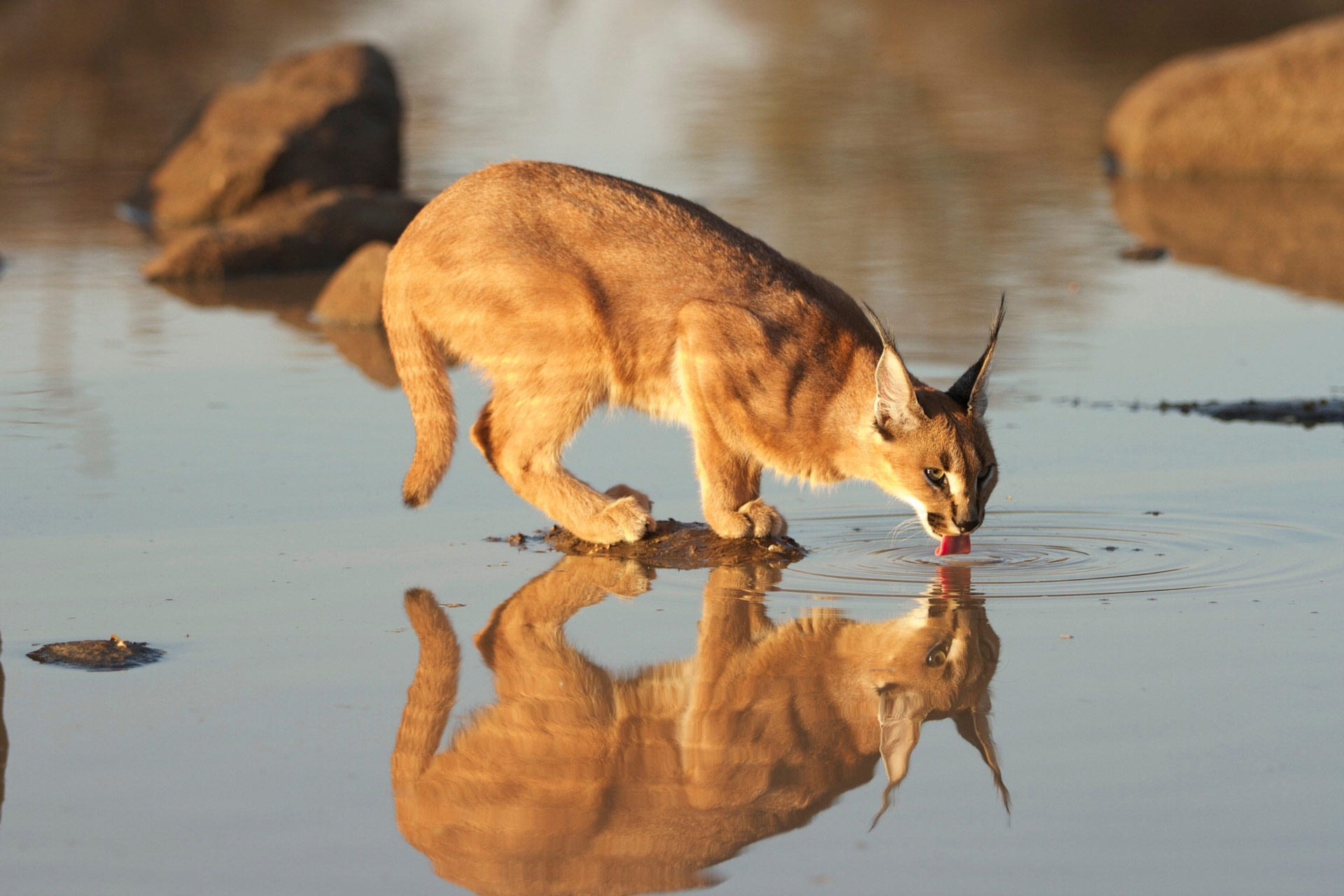 Caracal Africa's deadly beauty Africa Geographic