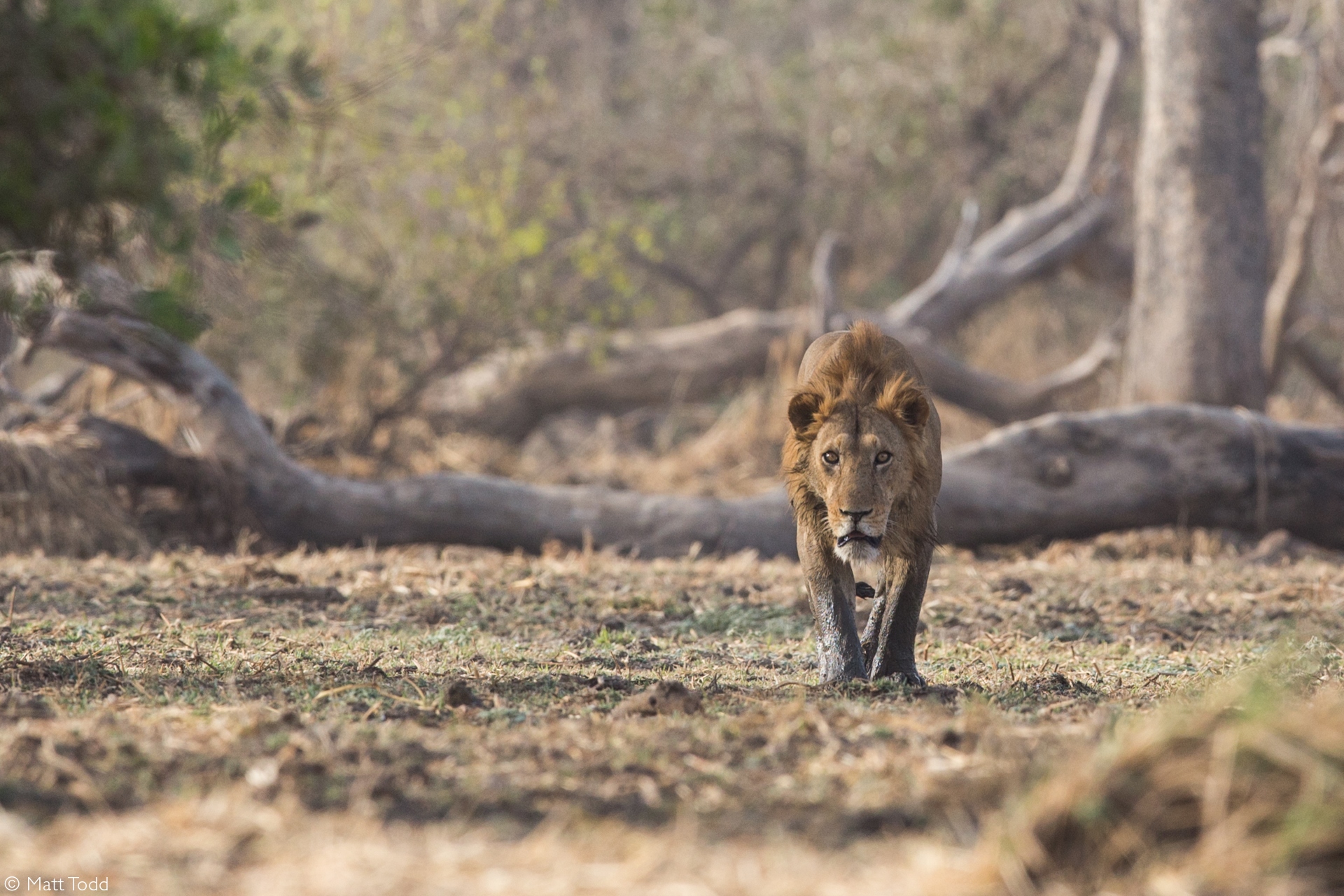 Zakouma National Park jewel of the Sahel Africa Geographic
