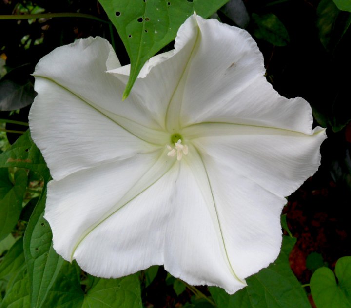 What Does Moonflower Smell Like Grooming Wise
