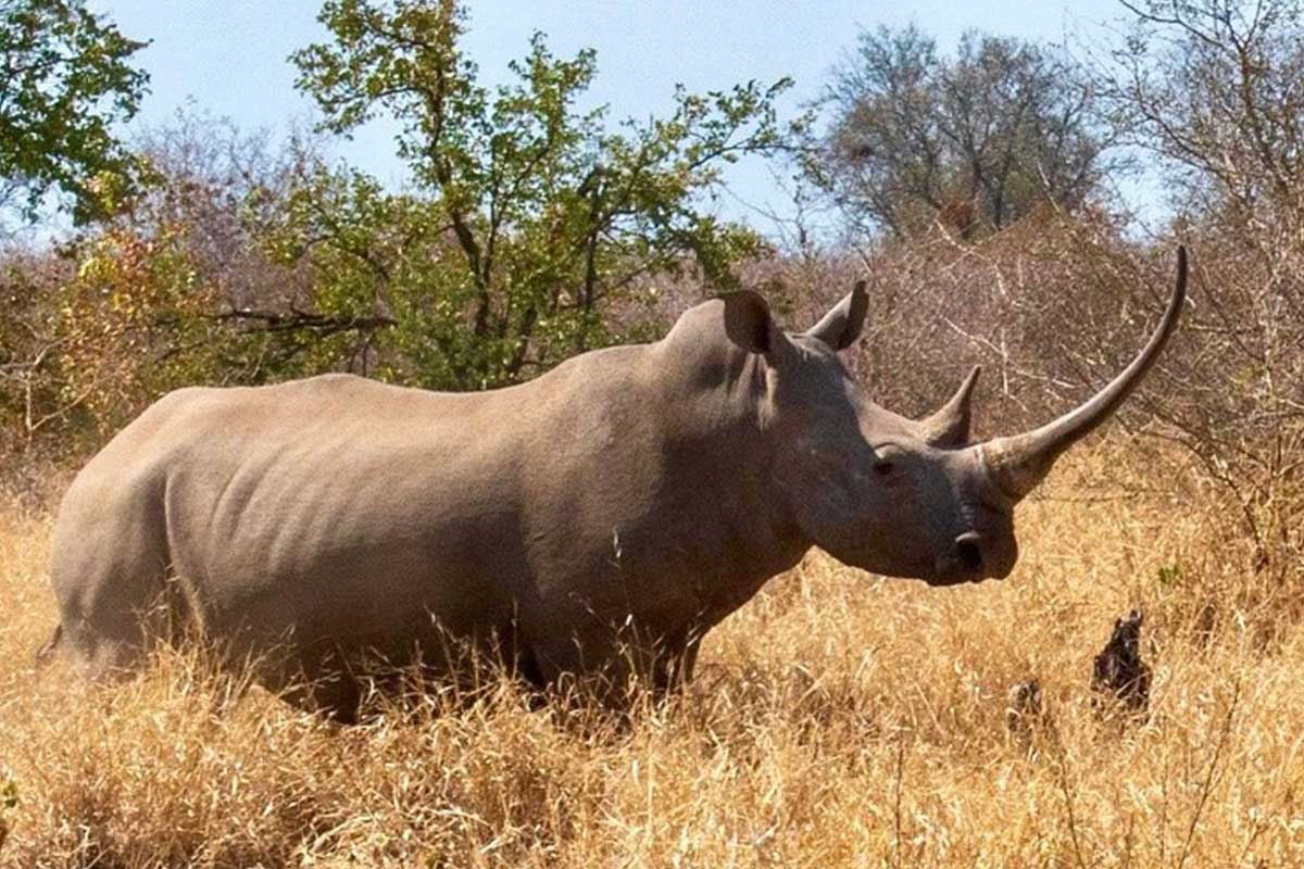Rhino Conservation in Zimbabwe The Malilangwe Trust ACCF