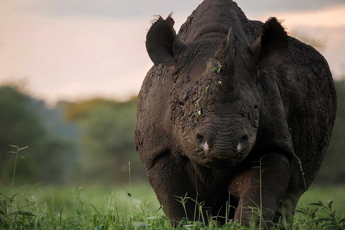 Rhino Conservation in Zimbabwe The Malilangwe Trust ACCF