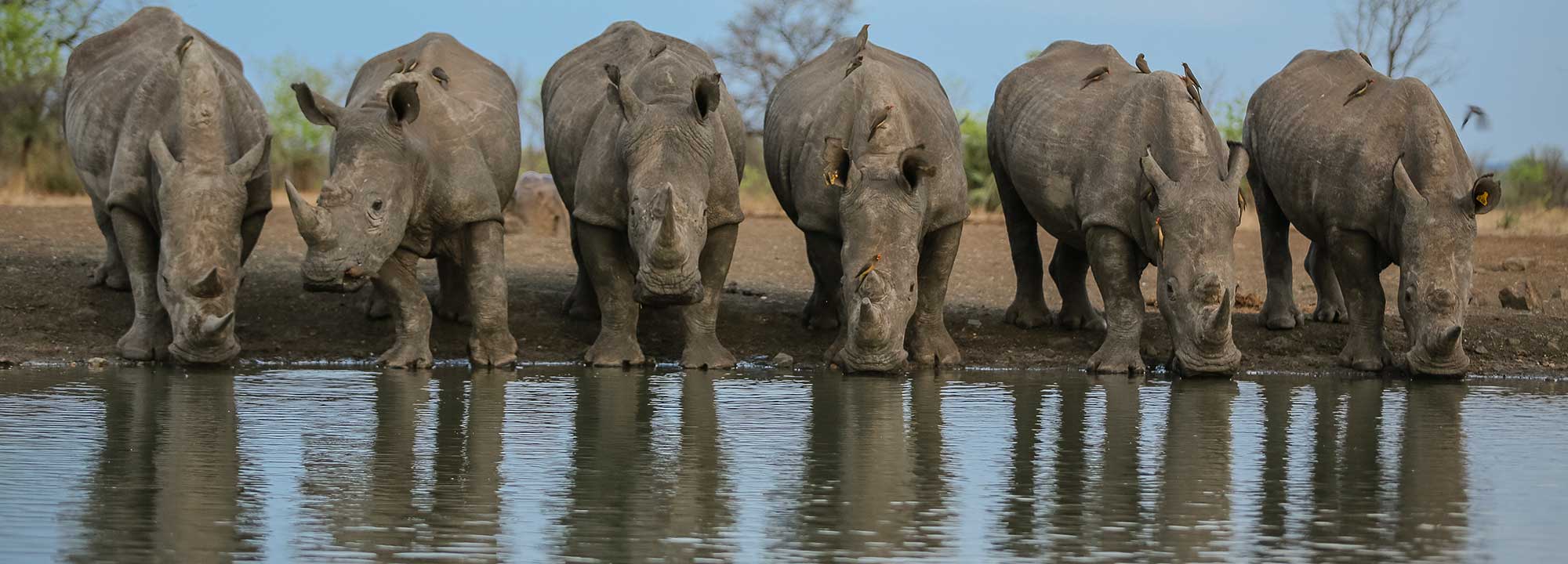 Rhino Conservation in Zimbabwe The Malilangwe Trust ACCF