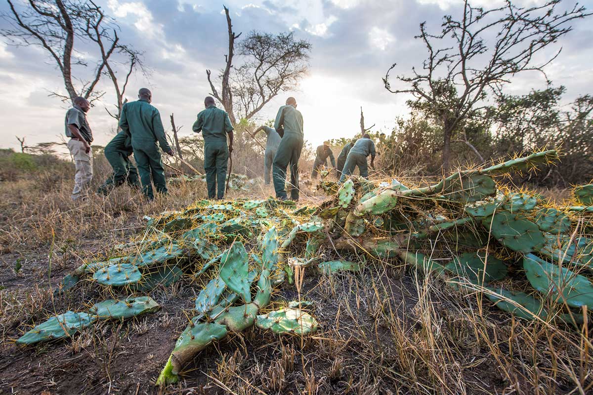 Alien Plant Management in Tanzania Grumeti Fund ACCF