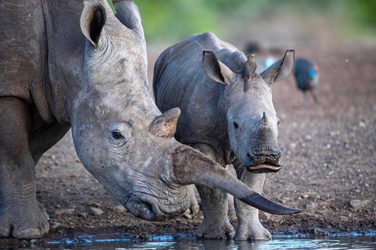 Rhino Conservation in Zimbabwe The Malilangwe Trust ACCF