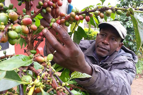 Coffee Tumbles as Brazil Frost Concerns Ease; Cocoa Jumps