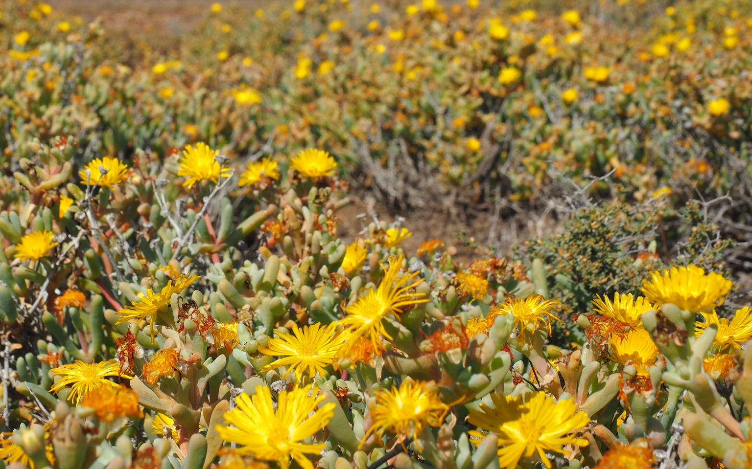 Tankwa Succulent Karoo Biome South Africa