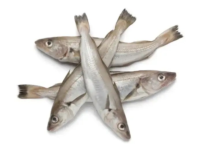 Whiting Fish Africaribana