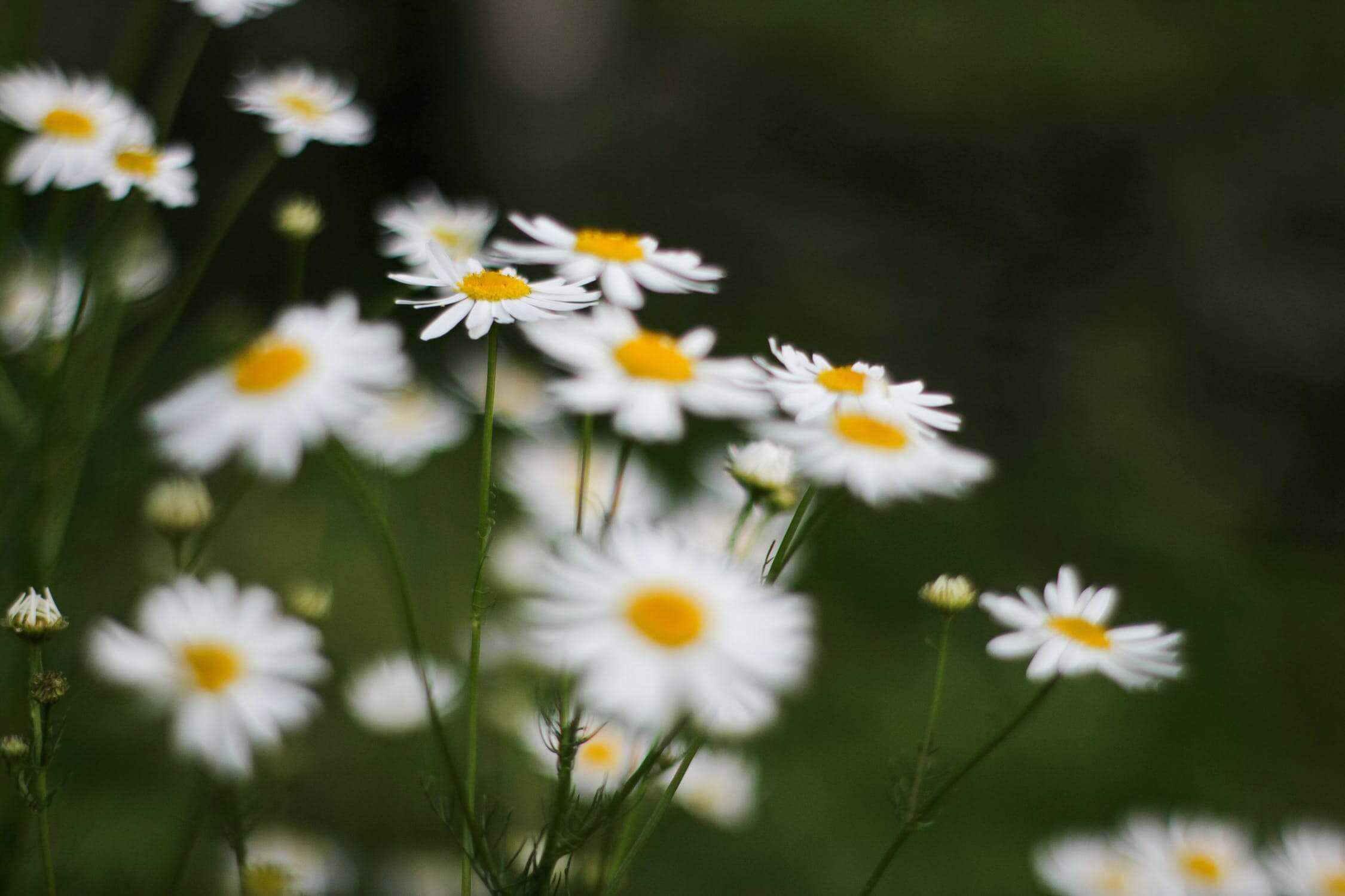 All You Need to Know about the English Daisy a Friendly Gardener