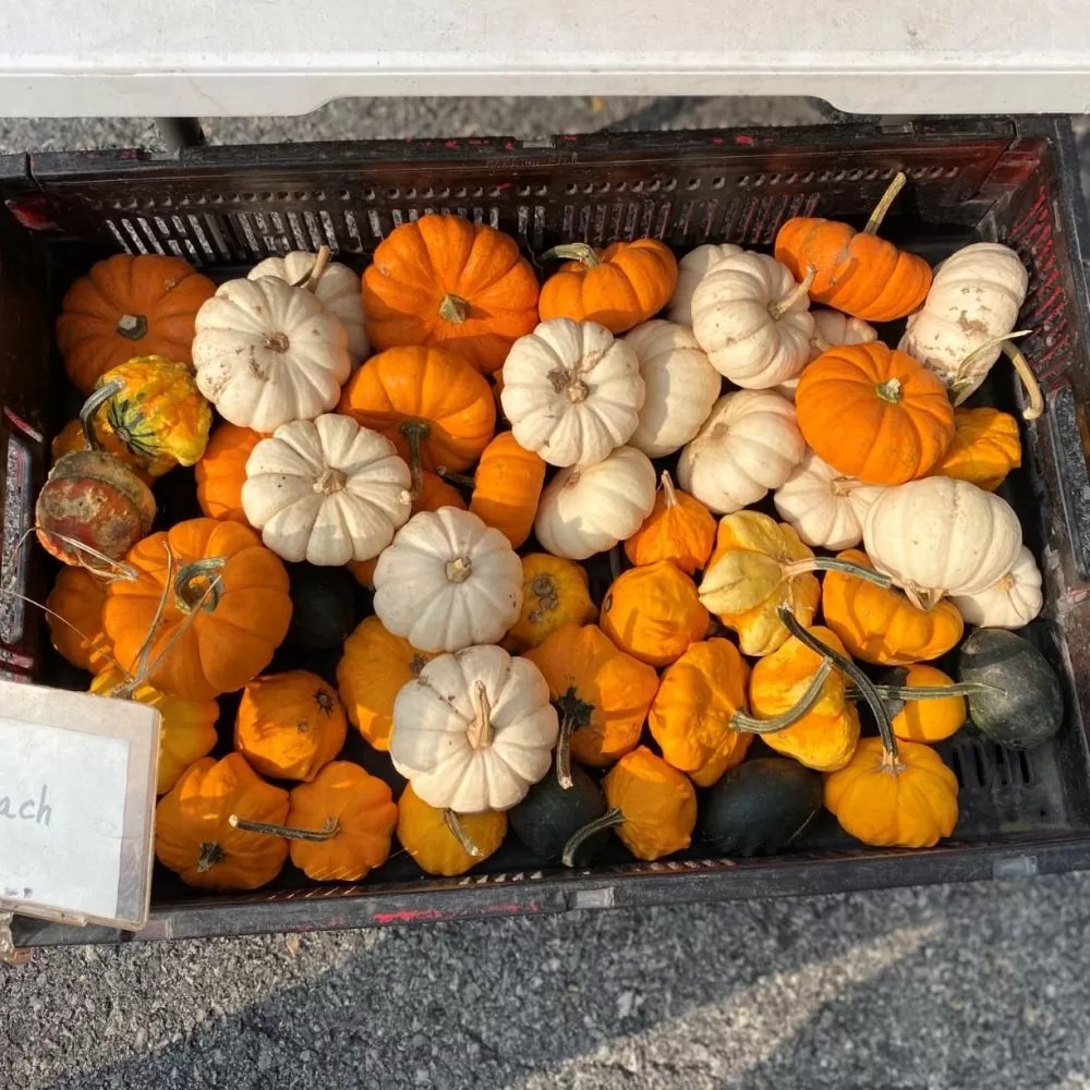 5 Delicious African Pumpkin Dishes You Can Enjoy African Food Network