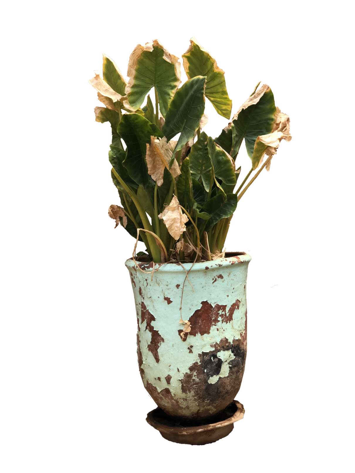 Decorative exterior Old plant pot Afrikut