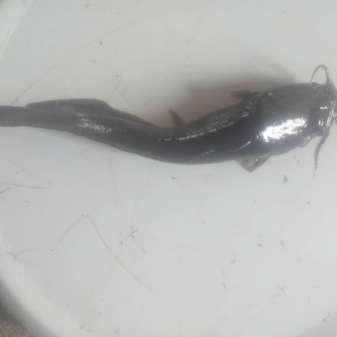 Clarias Spp Catfish Juveniles [Jumbo/Standard/Regular Sizes] (Special
