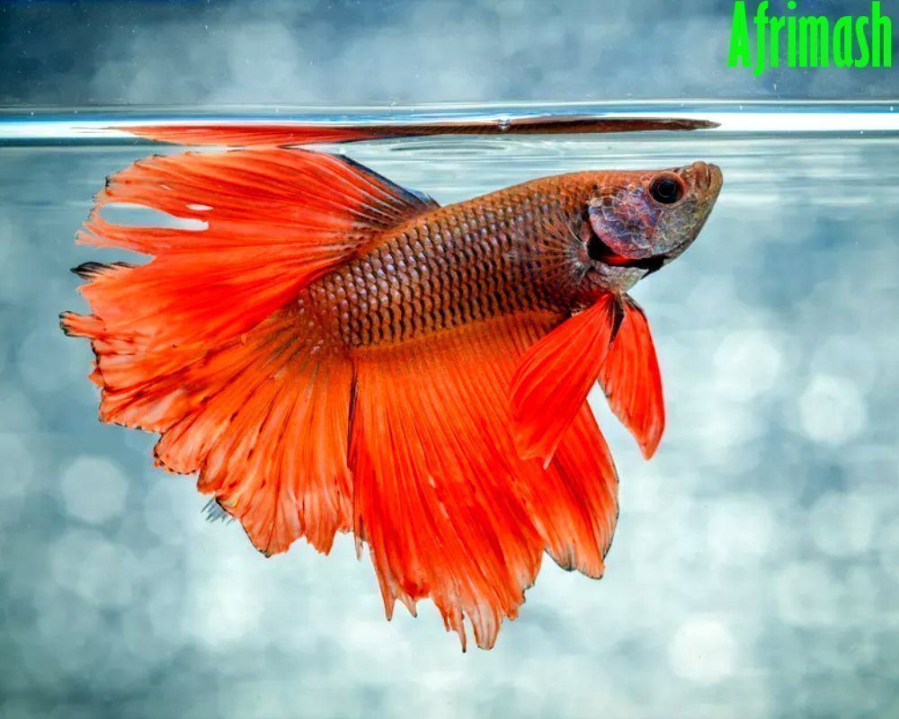 Siamese Fighter (Betta) Ornamental Fish for Aquarium