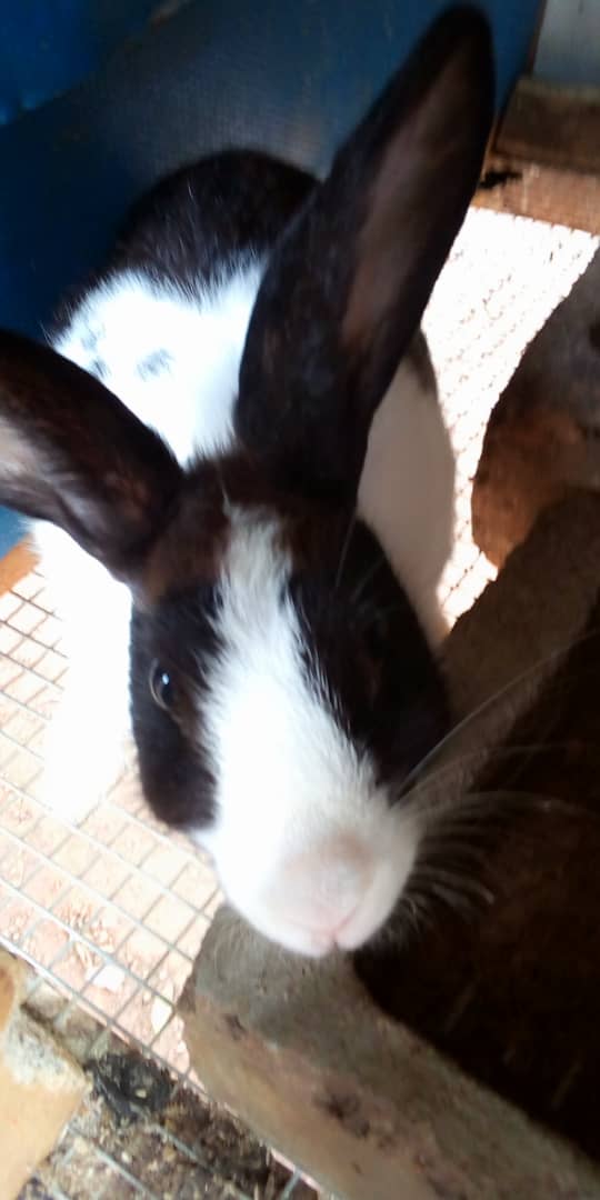 Commercial Rabbits (Pure Breed Chinchillas 3 Females + 2 Males