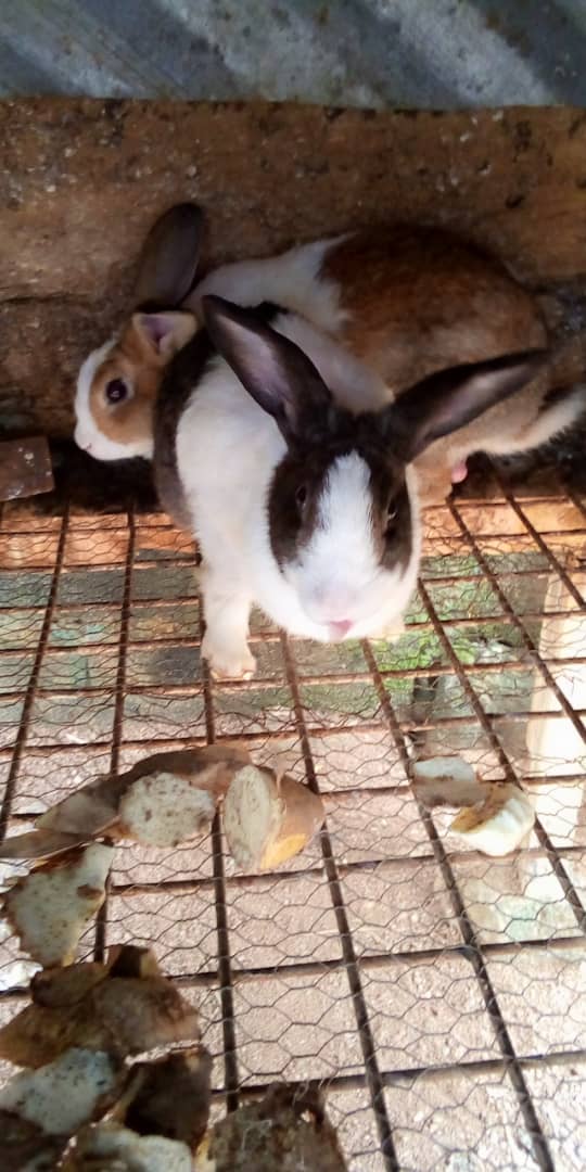 Commercial Rabbits (Pure Breed Chinchillas 3 Females + 2 Males