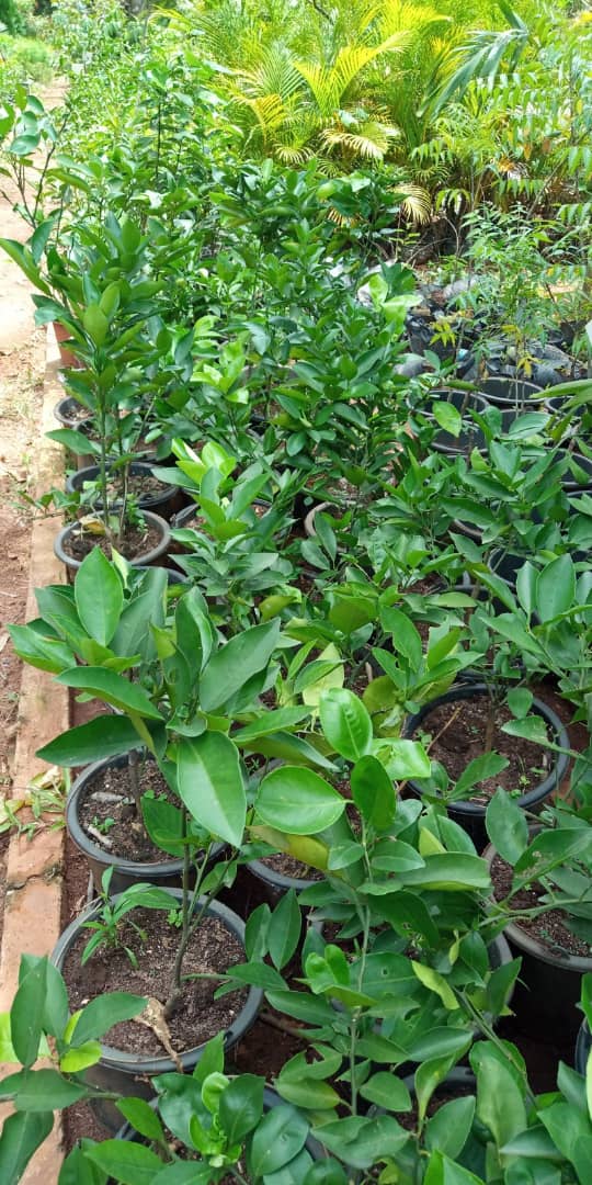 Budded Orange Seedlings (79 Months) Nigeria