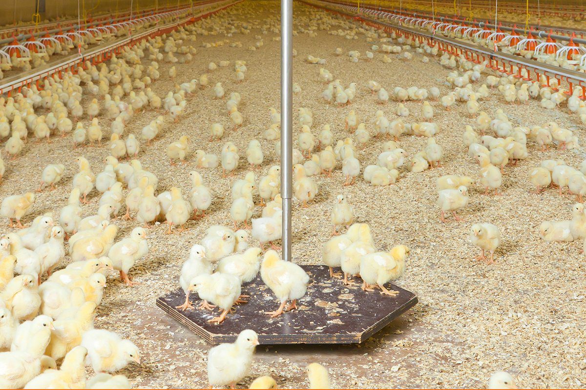 Weighing Scales A Secret Weapon In Poultry Production