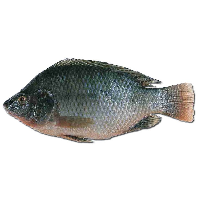 What Is Tilapia? vlr.eng.br
