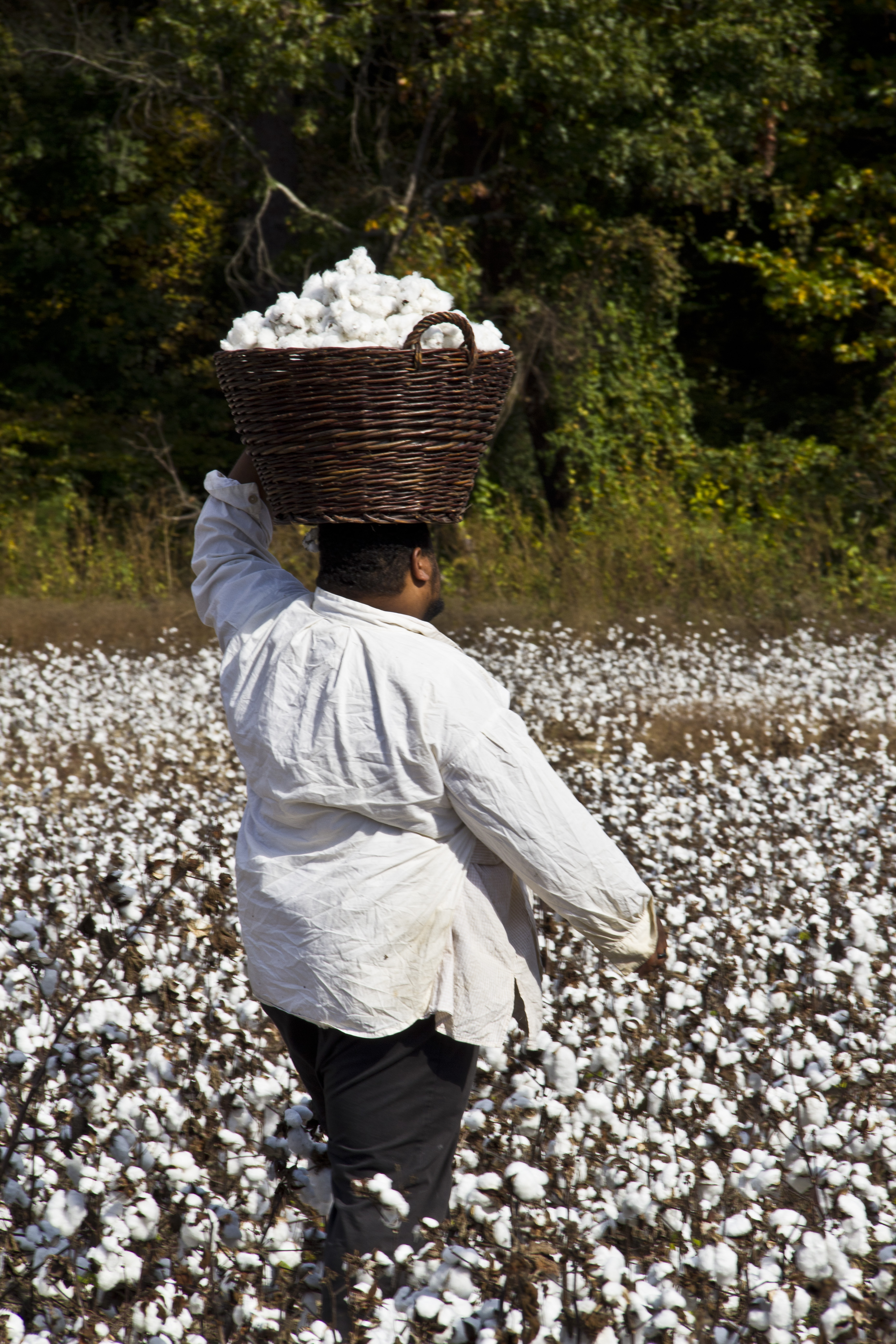 HISTORY The Cotton Kingdom A Photographic Essay NeoGriot