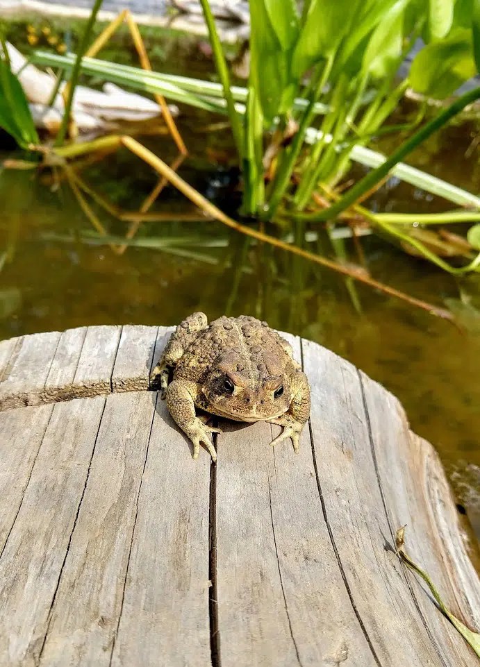 Pittsford Is Greener A Frog House
