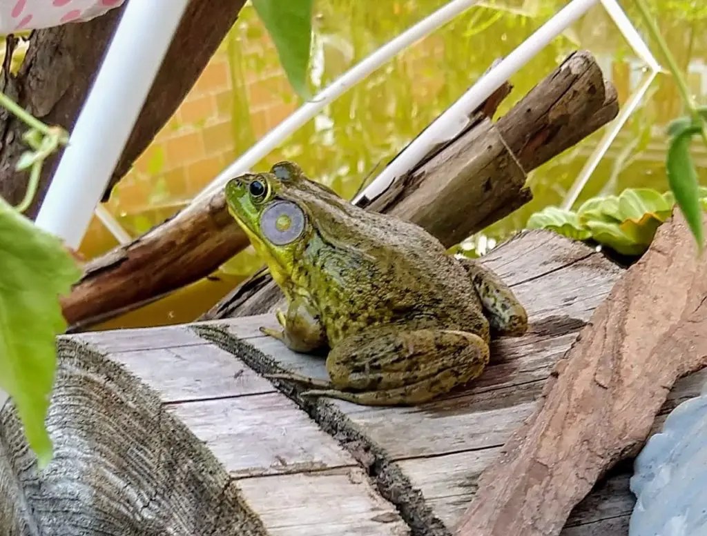 Pittsford Is Greener A Frog House