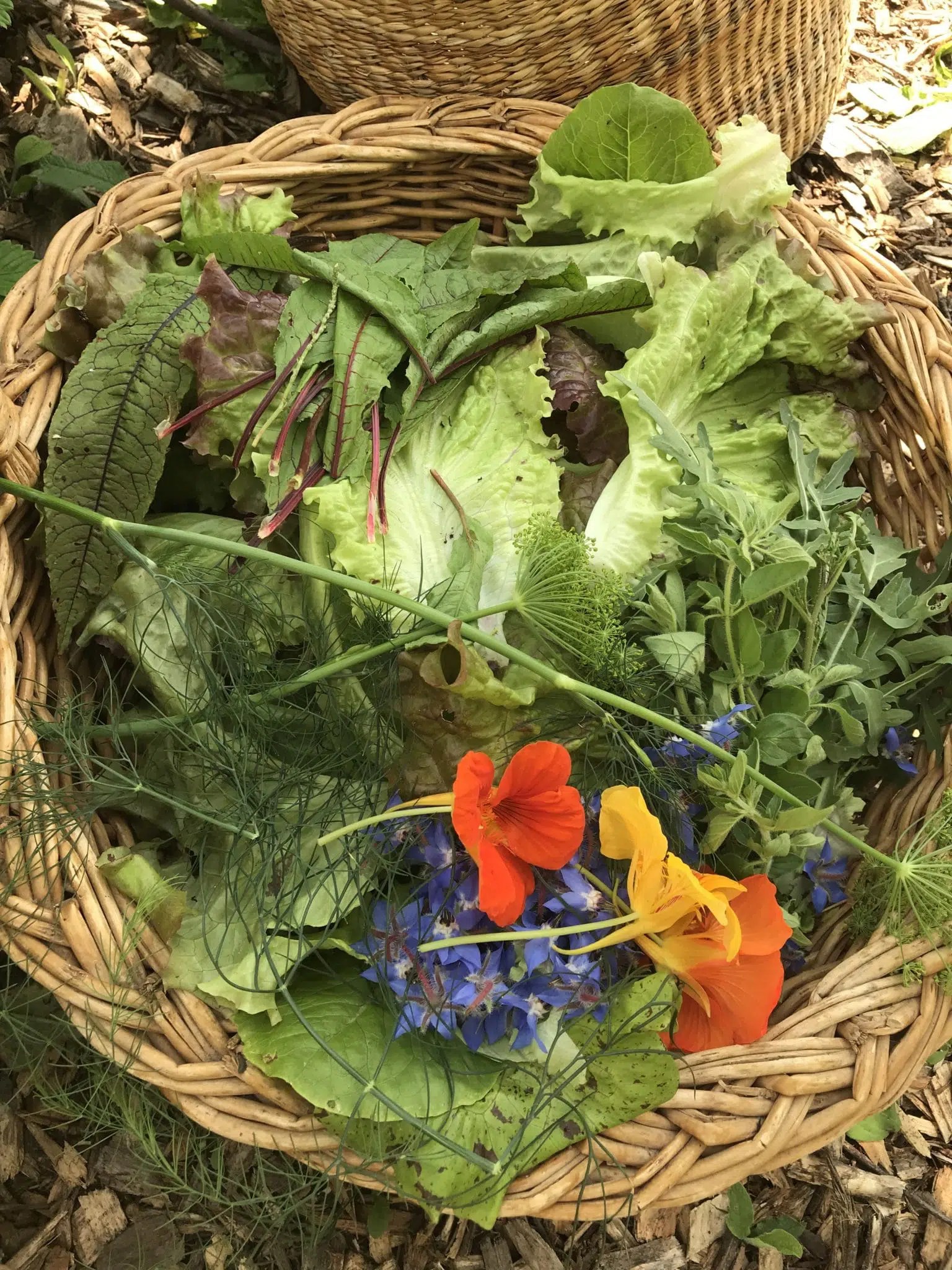 Collaborative Greening Feasible in Pittsford, NY A Frog House