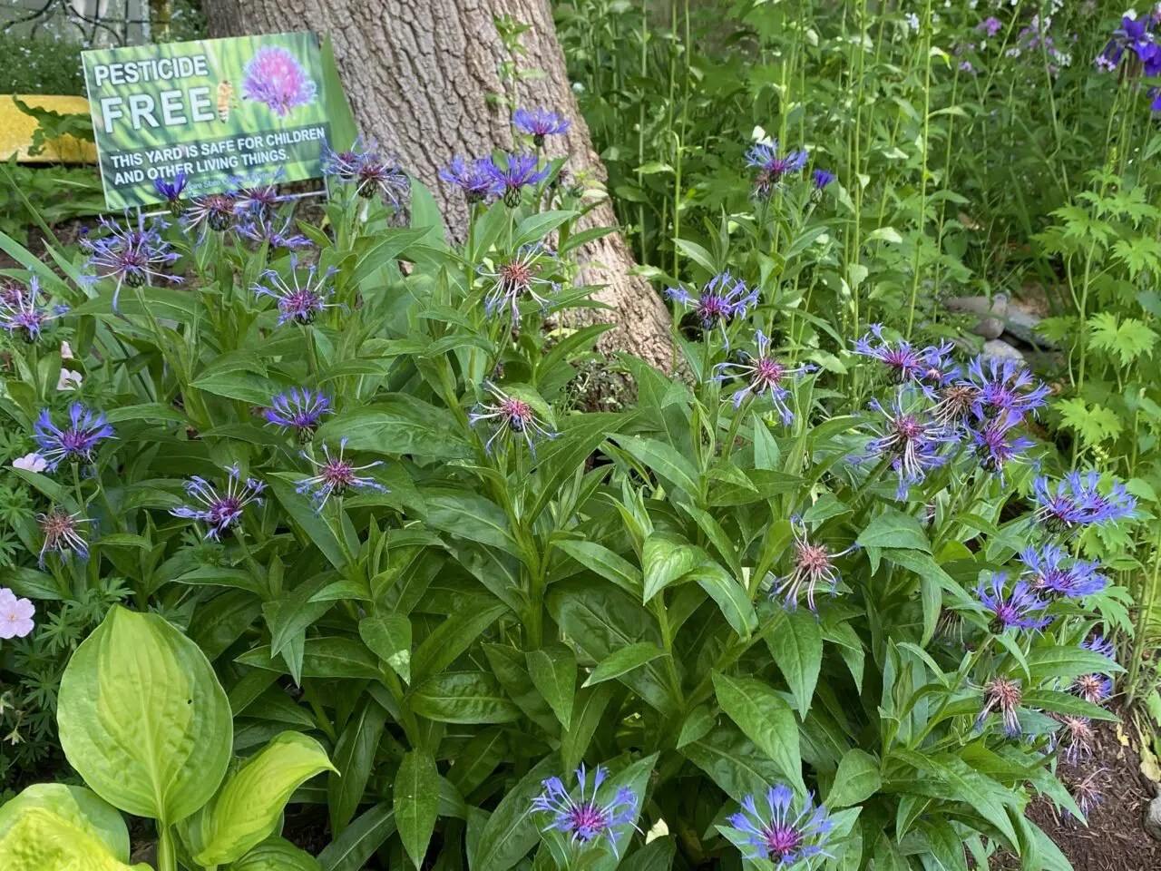 Pittsford Is Greener A Frog House