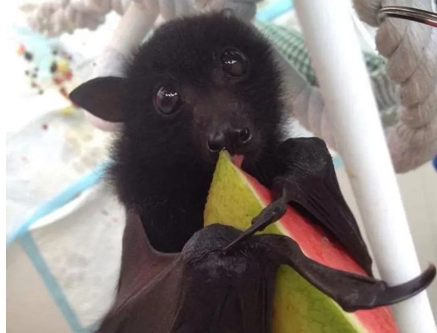 8 Weird Facts About Bats on International Bat Appreciation Day Afrolady