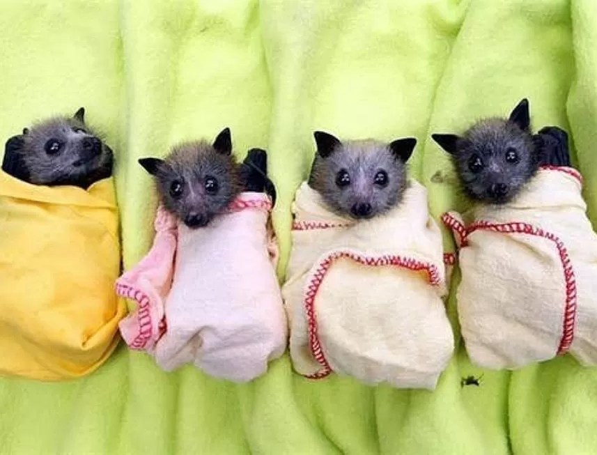 8 Weird Facts About Bats on International Bat Appreciation Day Afrolady