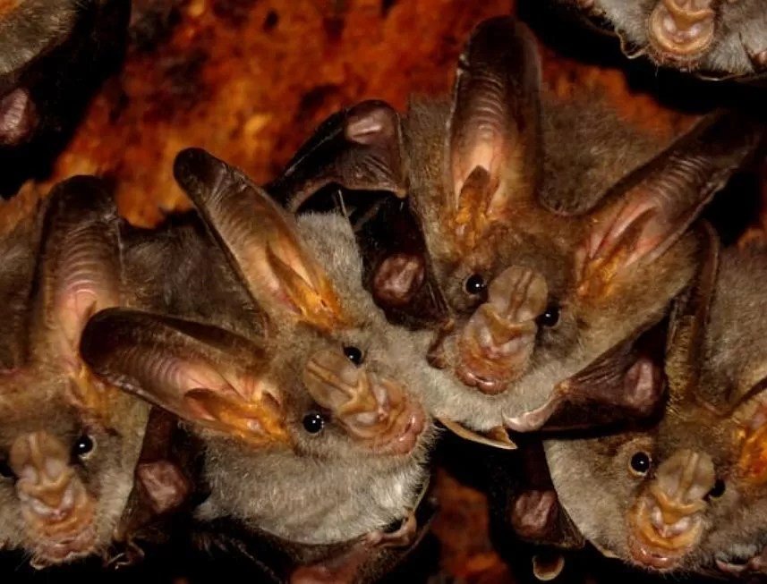 8 Weird Facts About Bats on International Bat Appreciation Day Afrolady