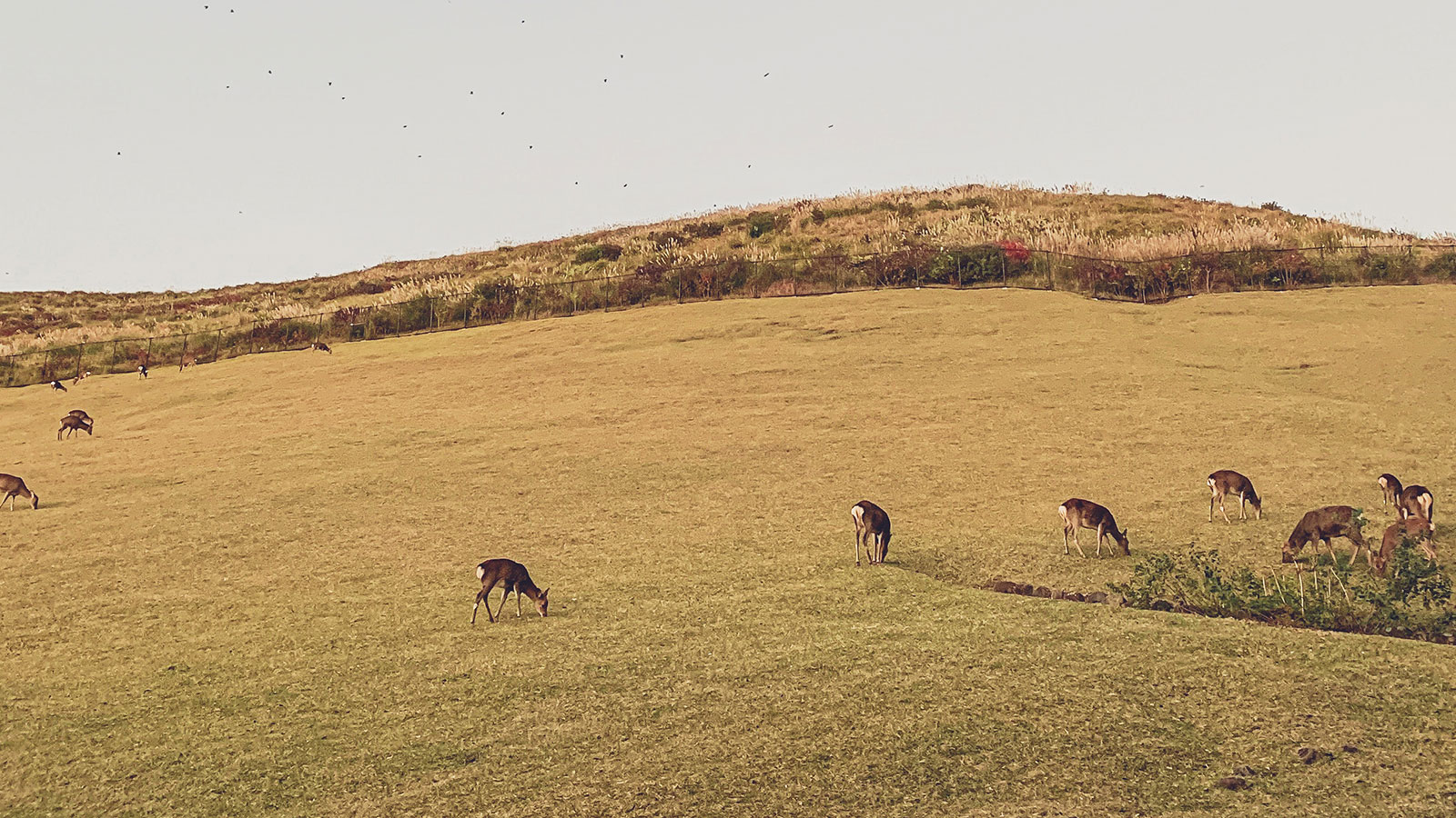 Program Information for the Wildlife Damage Compensation Program Agriculture Financial