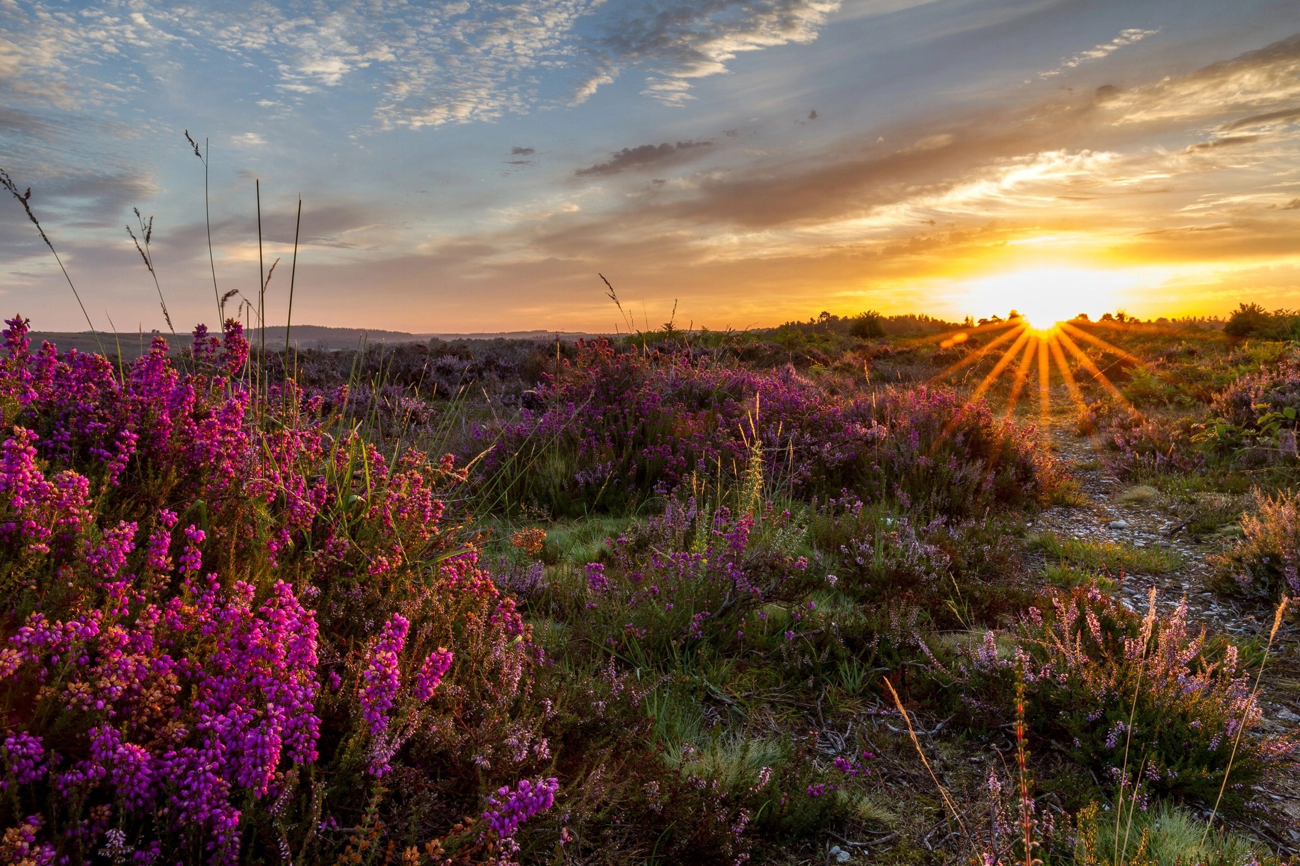 Upland heathland Nature After Minerals