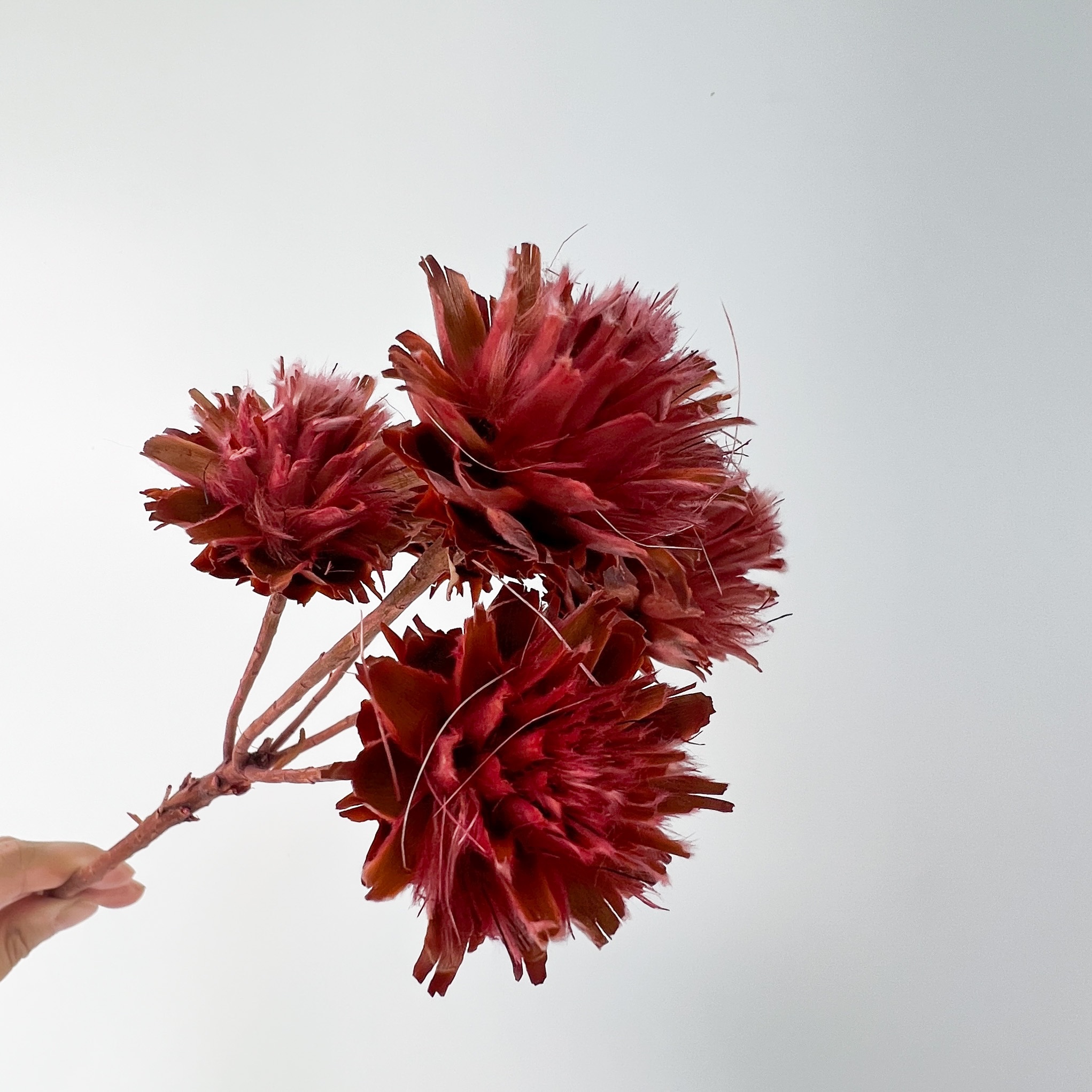 Preserved & Dried Flowers Wholesale Amazing Flowers