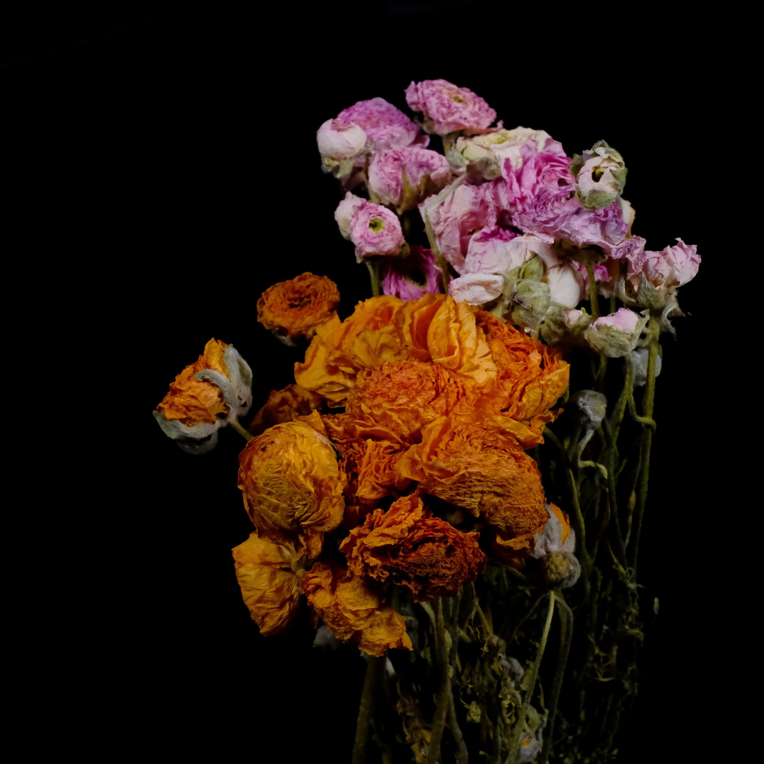 Dried Flowers