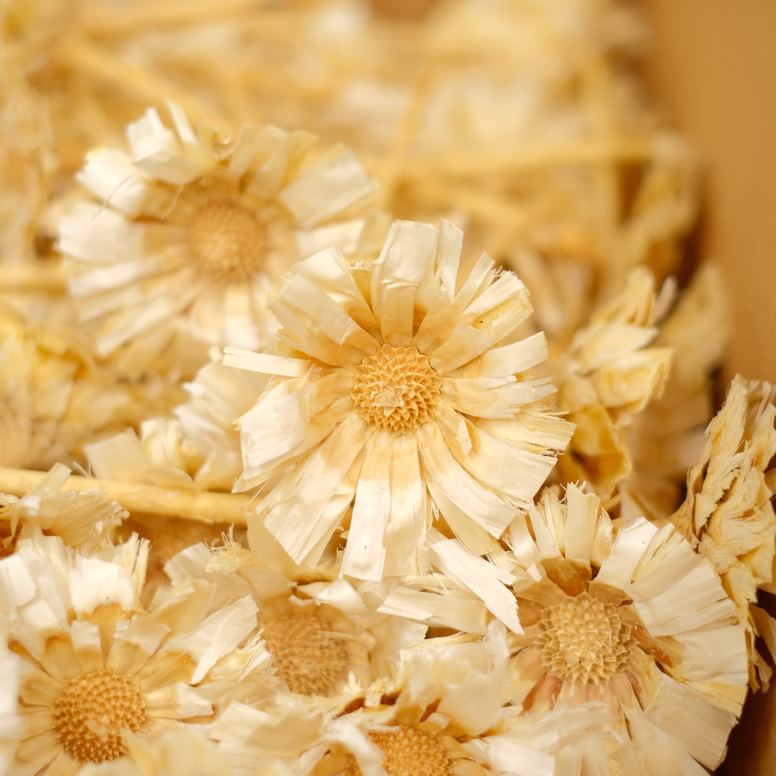 Protea Native Flower Preserved & Dried Flowers Wholesale