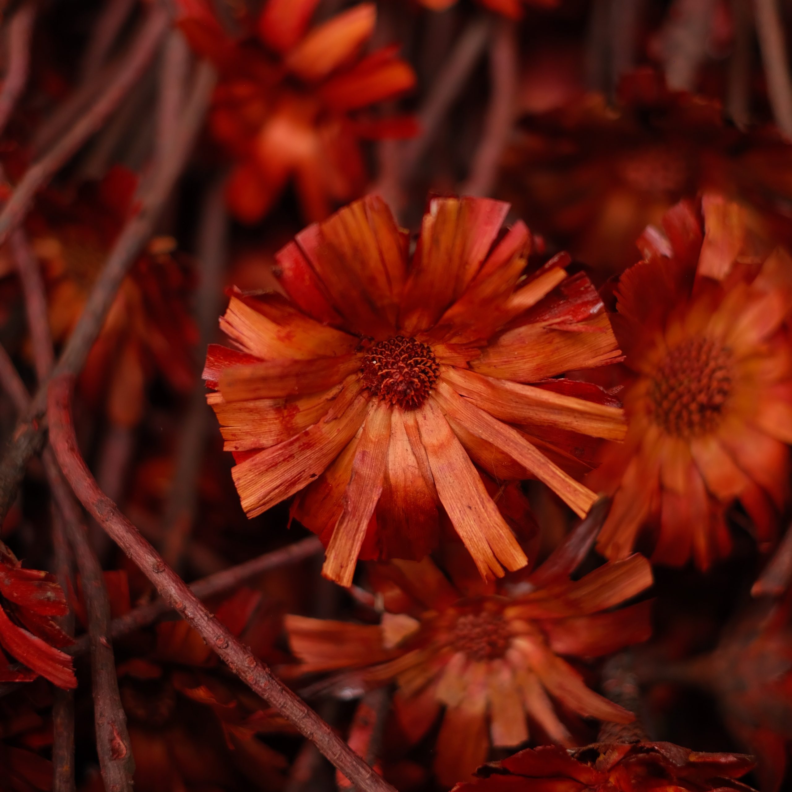 Preserved & Dried Flowers Wholesale