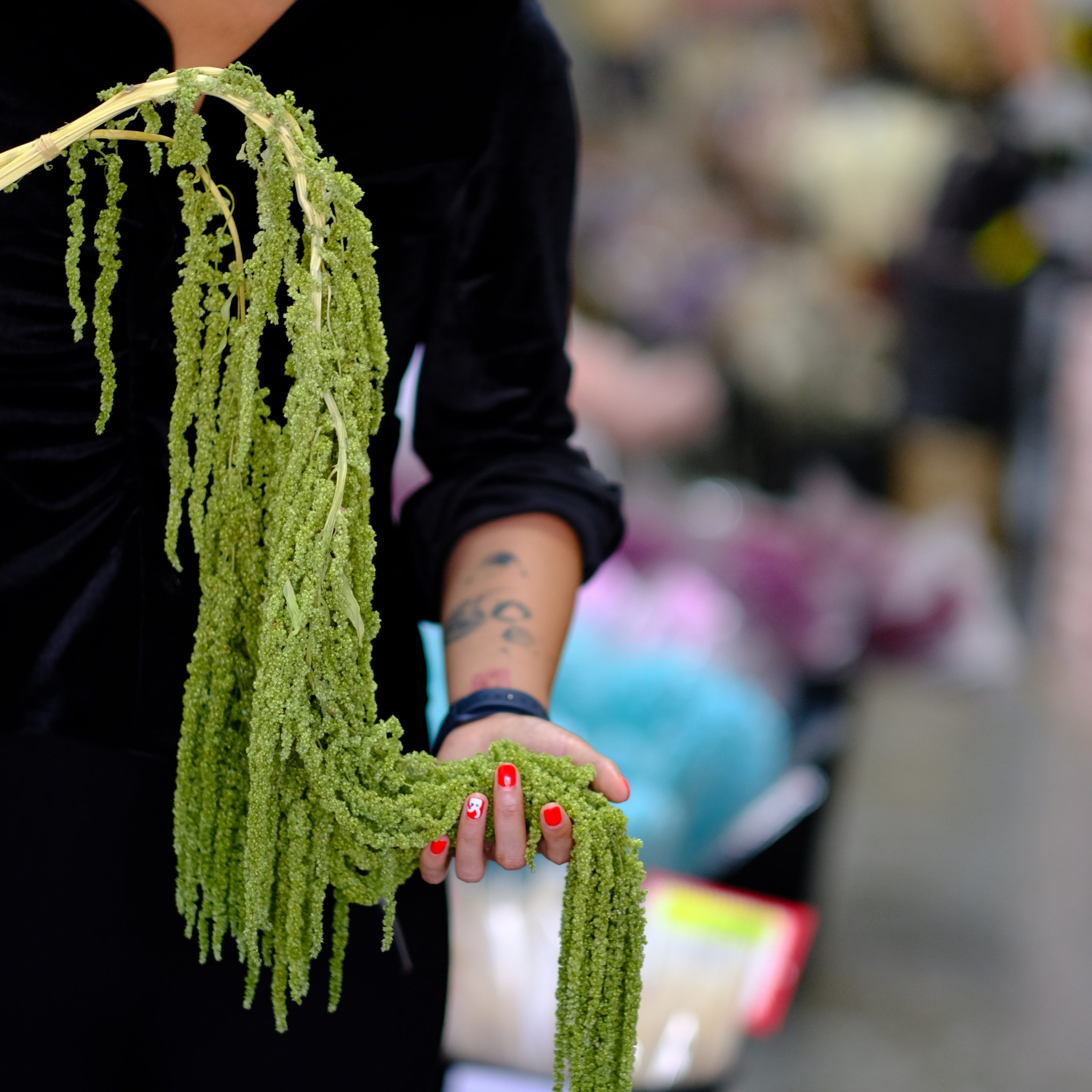 Dried Flowers Wholesale Amazing Flowers Wholesale