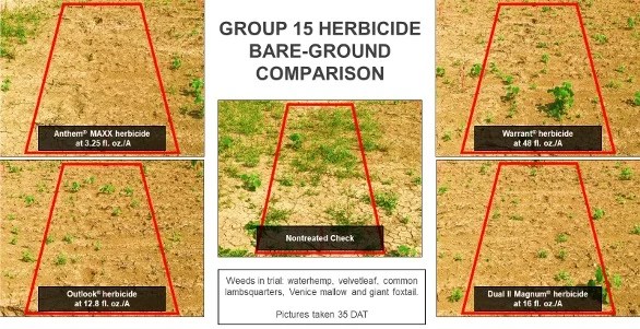 Anthem® MAXX Herbicide in Corn and Soybeans FMC Ag US