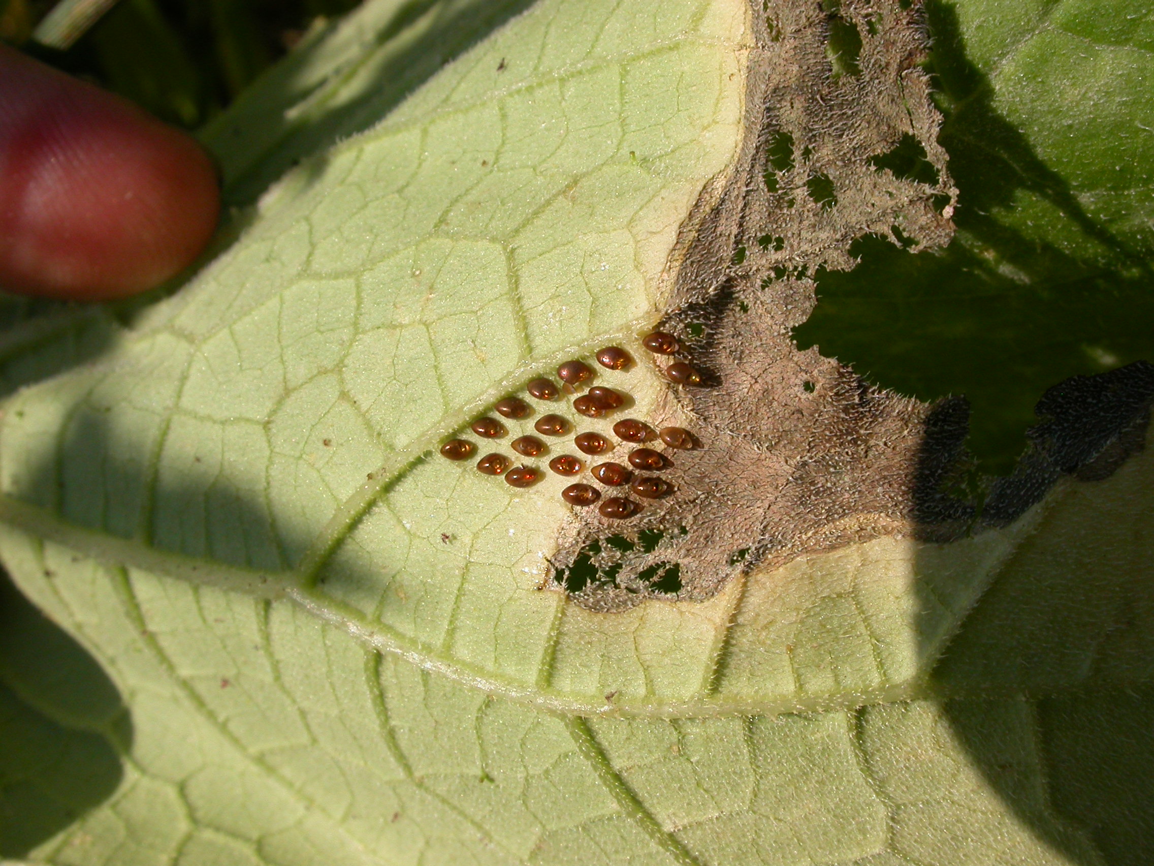 Vegetable Squash Bug UMass Center for Agriculture, Food and the